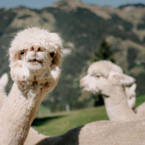 Hoteleigene Alpakas in Großarl